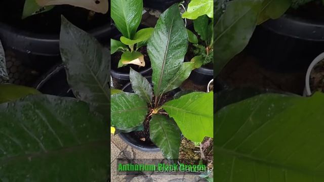 Anakan anthurium black dragon varigata #shorts смотреть онлайн