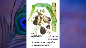 "Отдел Хитридиомикота", Биология 7 класс, Сивоглазов