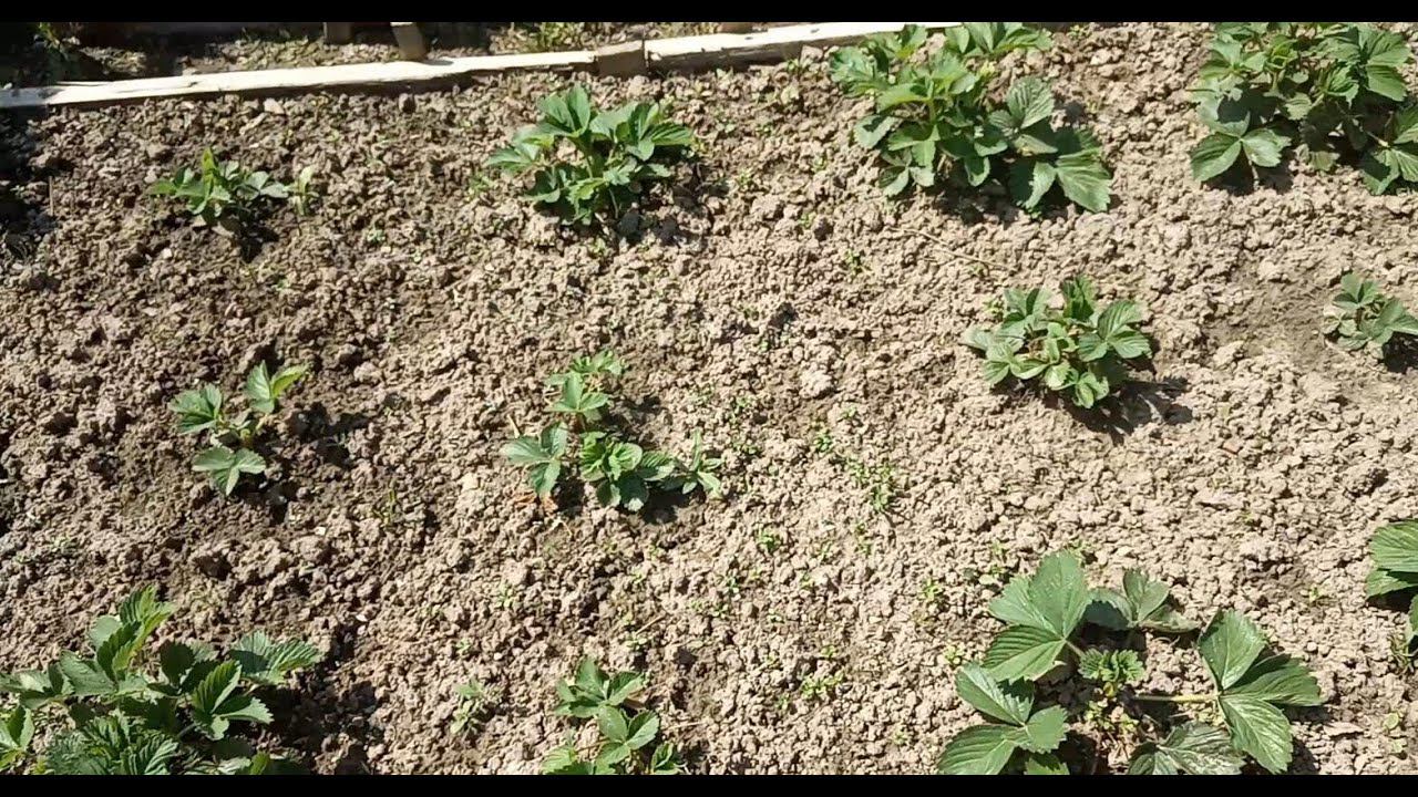 Мой сад- огород смотреть онлайн