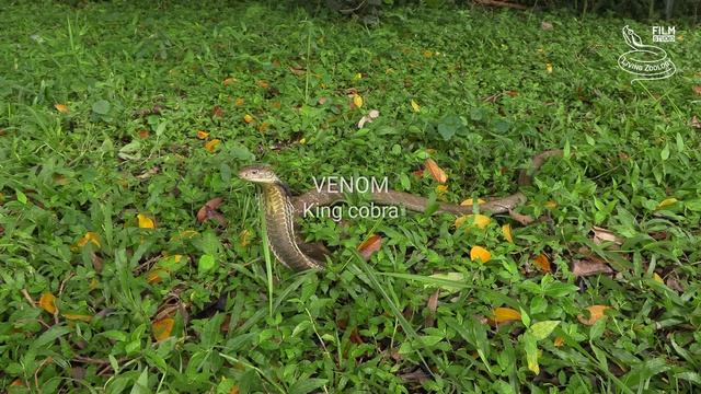 King Cobra Vs. Mulga Snake - Battle Of The Deadly Snakes