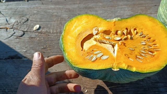 03.10.2022. Тыква сорта зимняя сладкая. смотреть онлайн