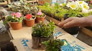 ЕСЛИ ЛОБЕЛИЯ ВЫТЯНУЛАСЬ ЧТО ДЕЛАТЬ. прищипка лобелии. как правильно. СТРИЖКА лобелии.mp4