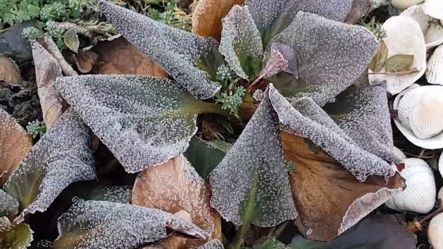 Дом в цветах// Комнатные цветы в ноябре// Каким цветам мороз не почём. смотреть онлайн