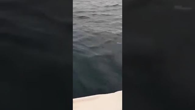 Кастинг Лакедра и Тунец 2019 смотреть онлайн