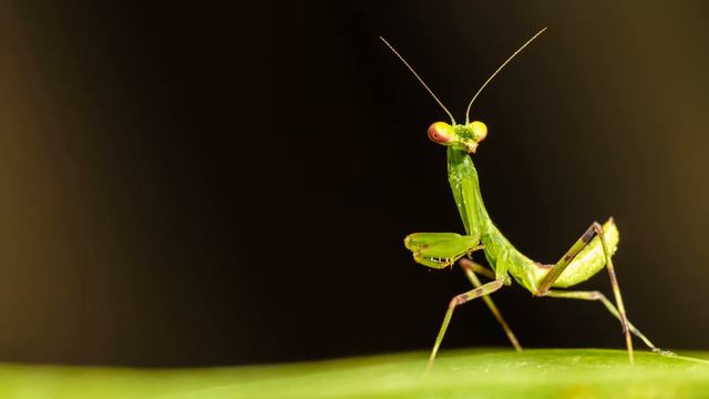 Mantis. mp3 | Musek | Biller || Музыка | Картинка || Music | Picture | смотреть онлайн