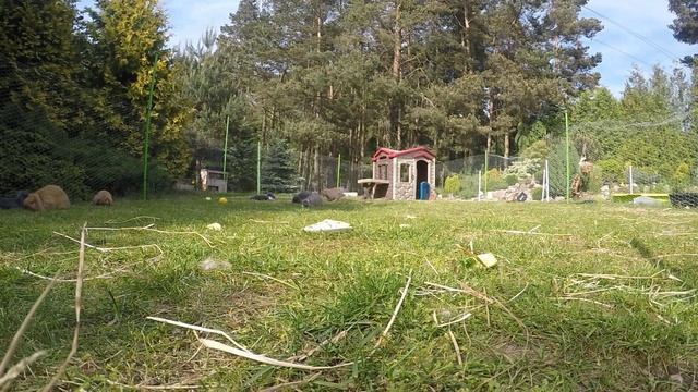 Mini Lop króliki baranki z krainy Silipili - Bunnies from SilipiliLand смотреть онлайн