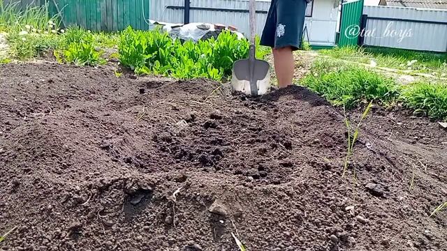 Посадка огурцов в открытый грунт | Выращивание огурцов в открытом грунте | ??? смотреть онлайн