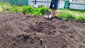 Посадка огурцов в открытый грунт | Выращивание огурцов в открытом грунте | ???