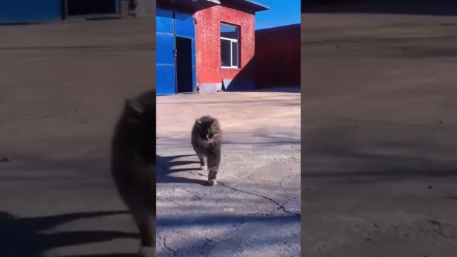 Топотушки смотреть онлайн