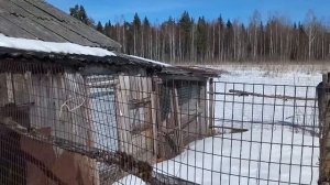 Животные и птицы весной.