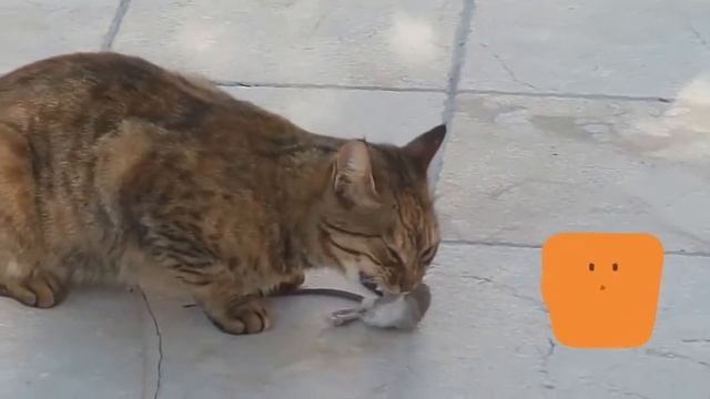 Почему коты едят мышей? #cat, #chistostrana, #nature, #interestingfacts, #интересно, #коты, #мыши смотреть онлайн