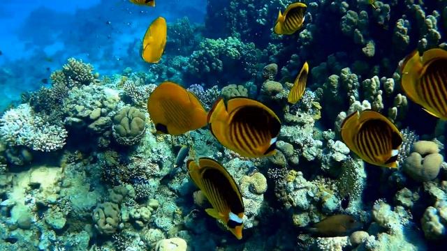 Diagonal butterflyfish (Chaetodon fasciatus), Енотовидная рыба-бабочка смотреть онлайн