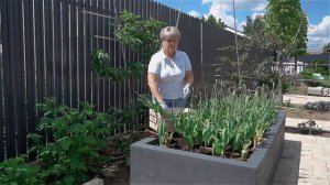 Сад с нуля. Уход за тюльпанами после цветения.