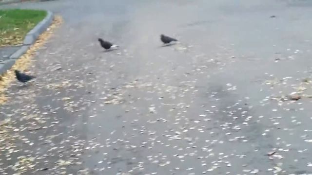 вот что называется карантином ;-; смотреть онлайн