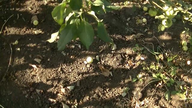 Влог/Завтрак/САМОЕ ВКУСНОЕ ЯБЛОЧНОЕ ВАРЕНЬЕ/Наш день/На улице смотреть онлайн