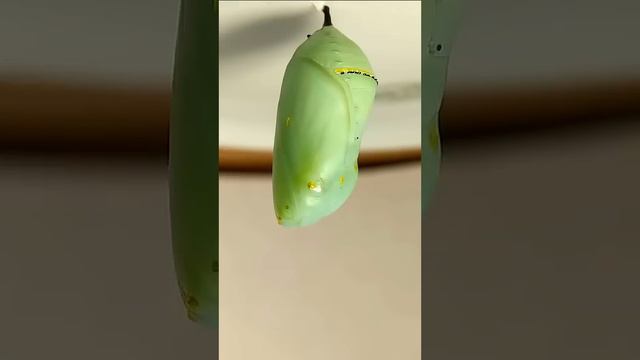 Remy (monarch caterpillar) variable speed time-lapse смотреть онлайн