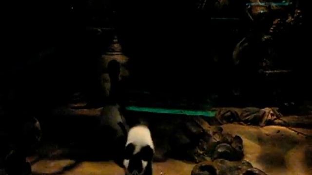 Лемур говорит нам Привет The Lemur said hello to us смотреть онлайн