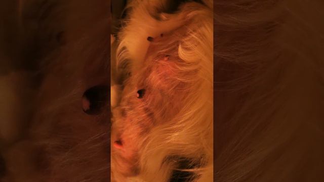 Pregnant Dog - Just a few hours before giving birth смотреть онлайн
