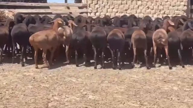 100бас тұсақ бағасы 95000тг саудасы бар Келес ауданы Береке ауылында тұр+77029274868 +77771967880 смотреть онлайн