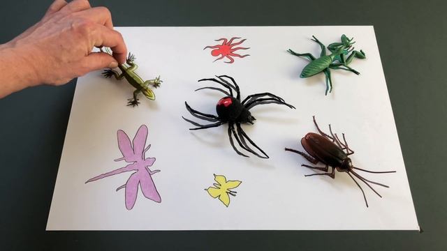 Learn insect names.Robotic Crawling Insects from Zuru Robo Alive.Insect Toys for Kids. смотреть онлайн
