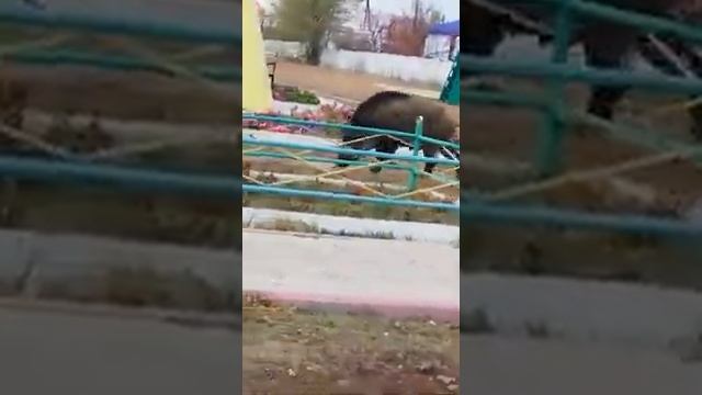 Дикий кабан в поселке Переметное на детской площадке. смотреть онлайн