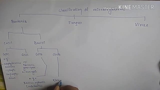 Classification of microorganisms смотреть онлайн