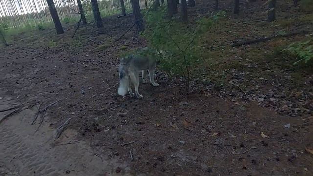 сравнение Айфона и Самсунга А52