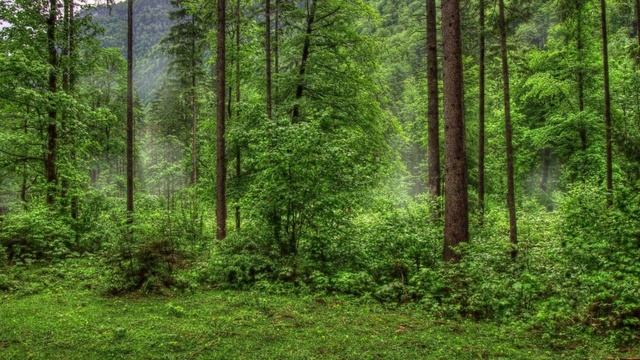 К чему снится ЛЕС. Видеть лес ВО СНЕ. Толкование сна. Сонник смотреть онлайн