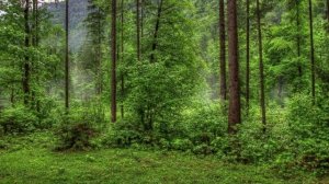 К чему снится ЛЕС. Видеть лес ВО СНЕ. Толкование сна. Сонник