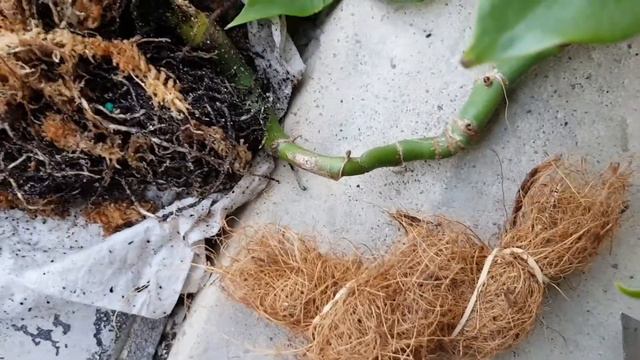 Splinting A Splintered Aroid Plant! :D