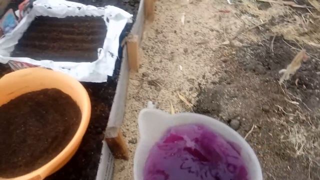 ШОКИРУЮЩИЙ ЭКСПЕРИМЕНТ! КИПЯТКОМ по СЕМЕНАМ ЦВЕТОВ! ВСХОДЫ за 3 дня! смотреть онлайн