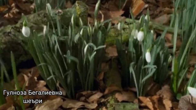Шеър бахор #шеър смотреть онлайн