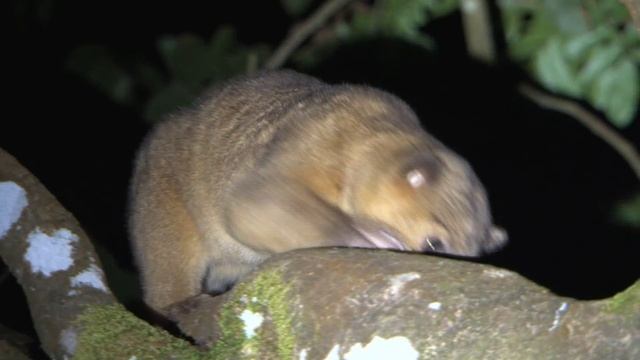 Kinkajou-A Strange Rainforest Mammal смотреть онлайн