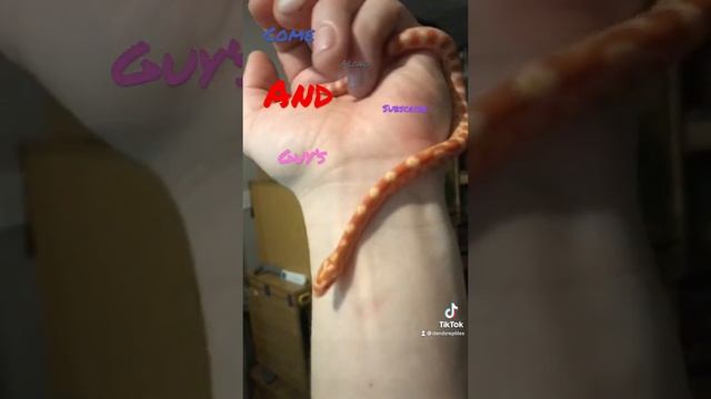 #D&ZR snake time come along and subscribe guys much ❤️ too you all смотреть онлайн