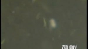 Как разводят карпов Кои (Cyprinus carpio carpio) в рыбоводных хозяйств Малайзии ?