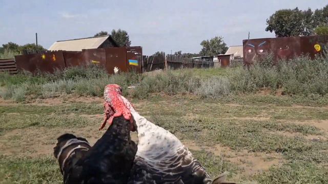 Бой Индюков. смотреть онлайн