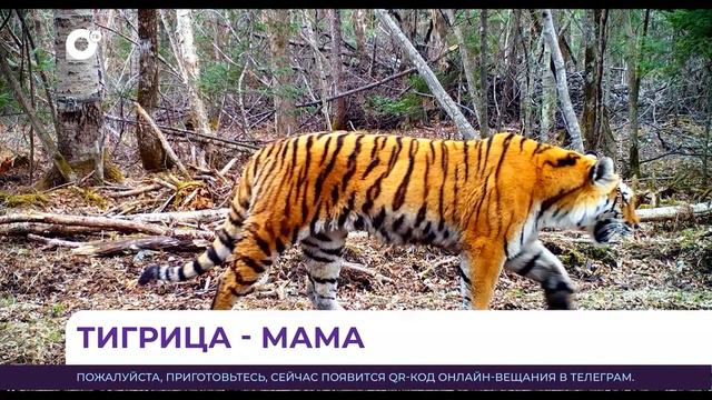 Знаменитая на весь мир тигрица под номером T 41F второй раз стала мамой смотреть онлайн