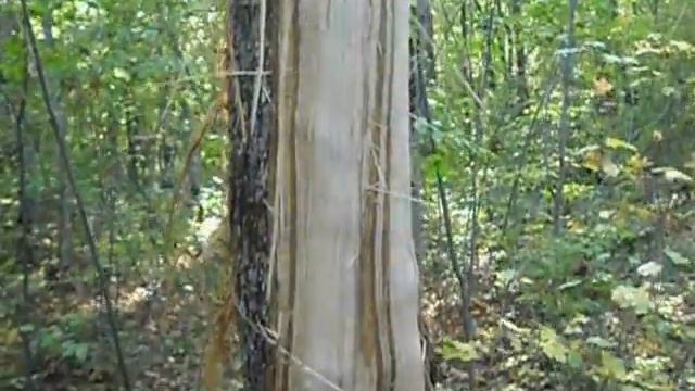 необъяснимое явление смотреть онлайн