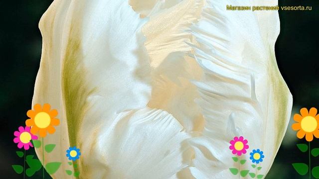 Тюльпан обыкновенный Вайт Пэррот. Краткий обзор, описание характеристик tulipa White Parrot смотреть онлайн