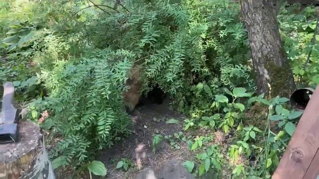 Алиса - Лиса / Прикольные Моменты с Алисой ч. 277 / Alice the Fox смотреть онлайн