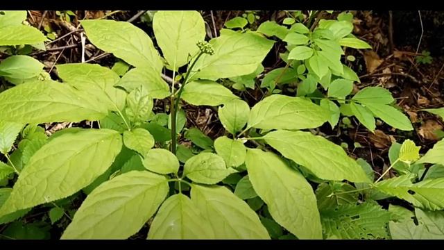 женьшень свойства смотреть онлайн