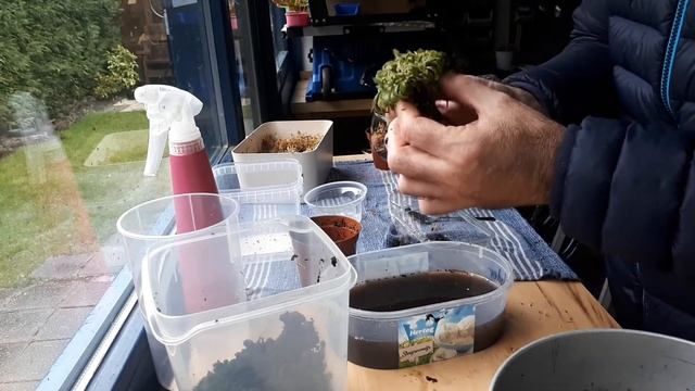 potting a Nepenthes hookeriana смотреть онлайн