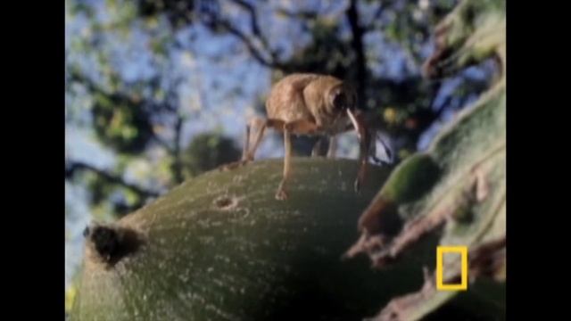 Желудевый долгоносик смотреть онлайн