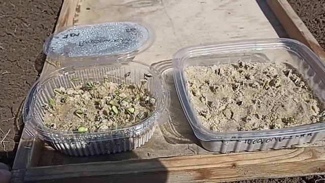 Как посадить сеянцы абрикоса и груши на севере... смотреть онлайн