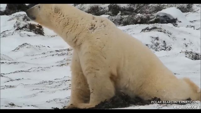 Полярные медведи 08112022 Канада смотреть онлайн