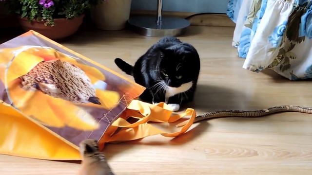 Мои "сумчатые" животные. My "marsupials". смотреть онлайн