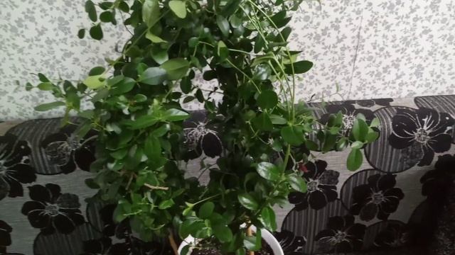 Комнатные Растения. Карисса. Комнатная Слива. Уход смотреть онлайн