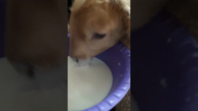 Как научить козлёнка пить молоко из миски! смотреть онлайн