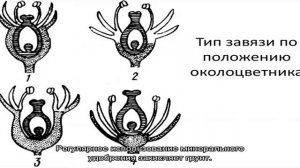 Мочевина для рассады – и фунгицид, и удобрение