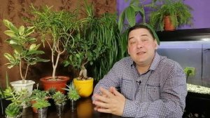 Фуксия не цветет? Заставим! [Это работает!]